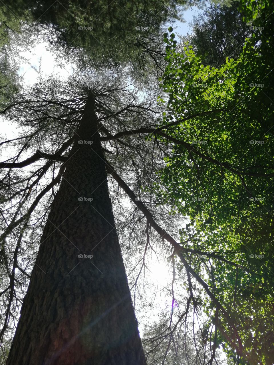 Cedrus deodara look like Ghost, the deodar cedar, Himalayan cedar, or devdar/devadar/devadaru, is a species of Cedrus deodara tall East Indian cedar having spreading branches with nodding tips; highly valued for its appearance as well as its timber.
