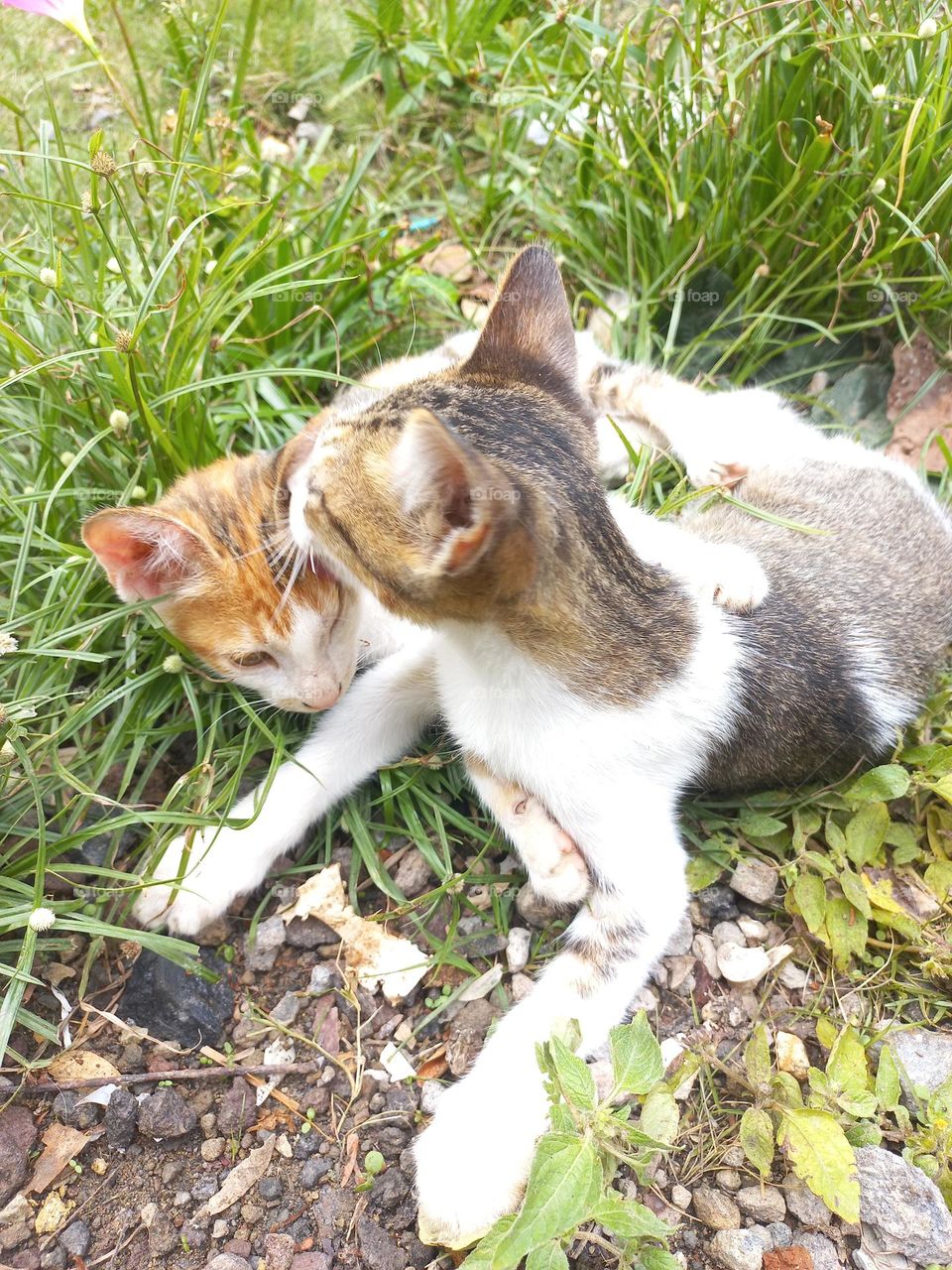 Cute kitten playing in the grass