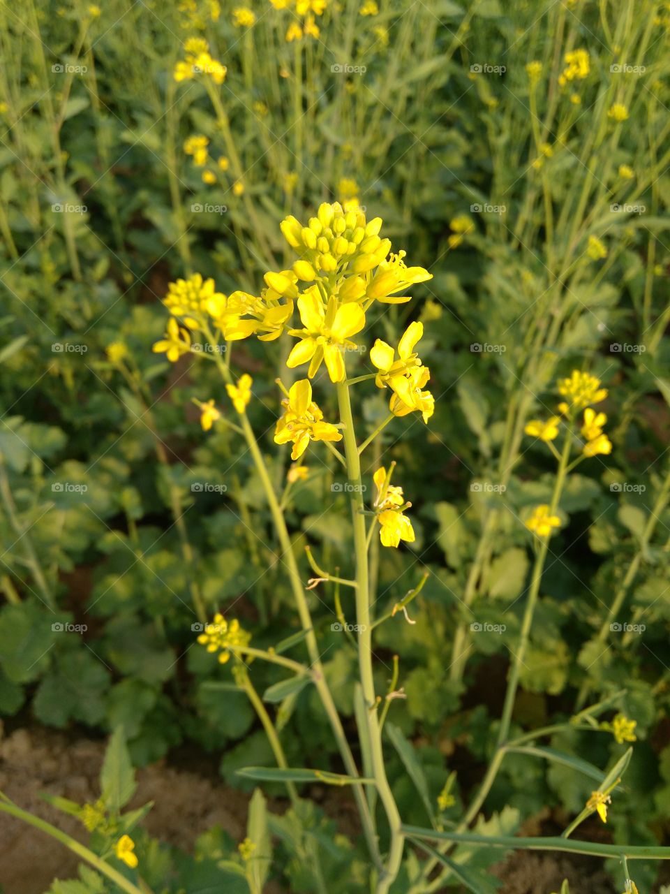 Close-up of rapeseed field