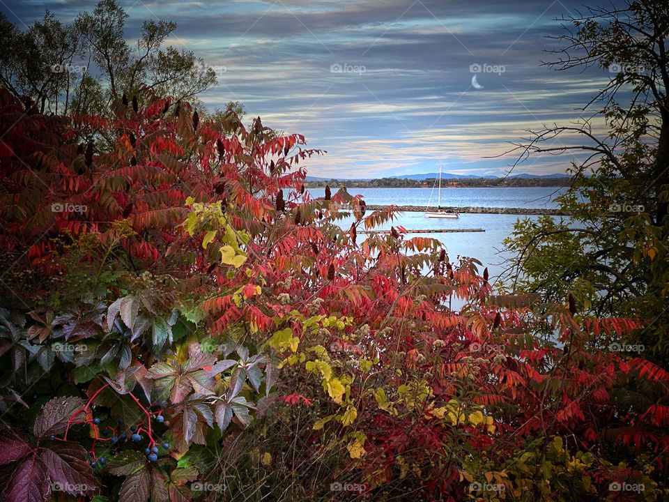Autumn foliage along the shore of Lake Champlain 