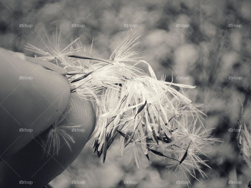 Holding dandelion seeds