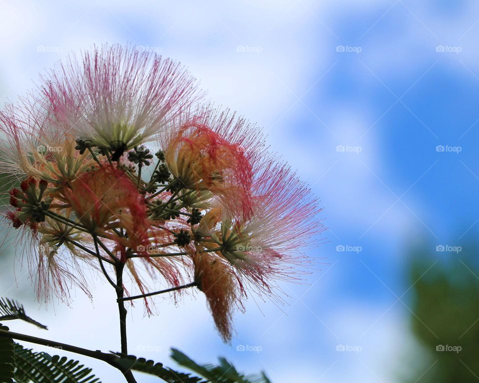 Flowers from a mimosa tree reveal that summer has arrived.