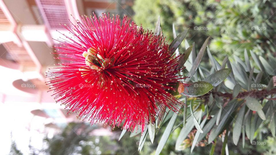 Macro Bottle Brush Shrub