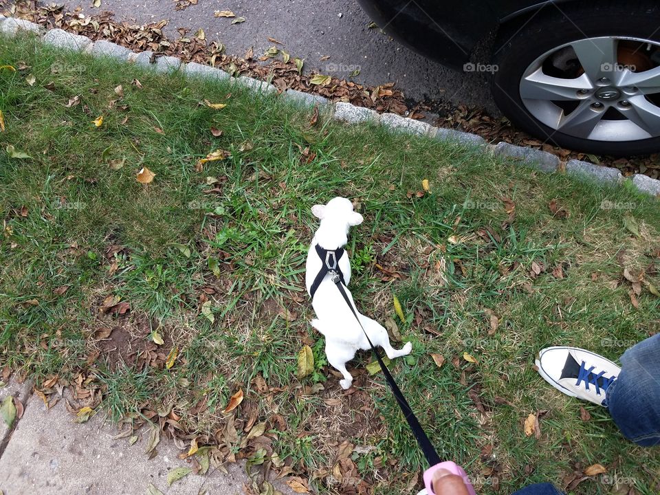 Chickie goes for a walk