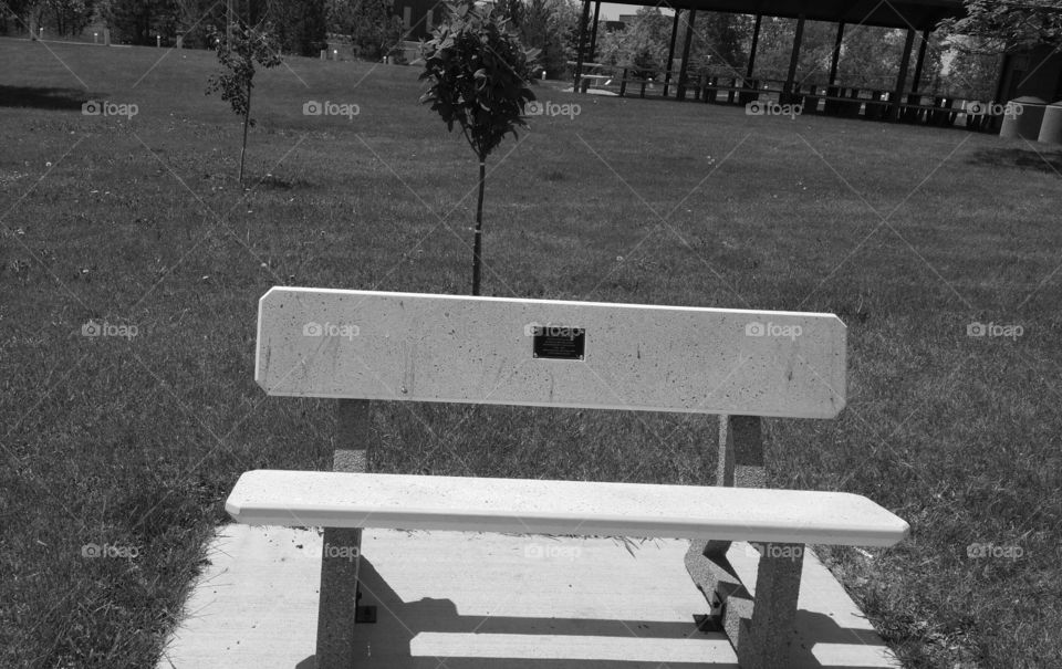 lone bench