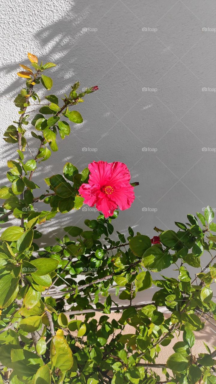 Hibiscus in the center.