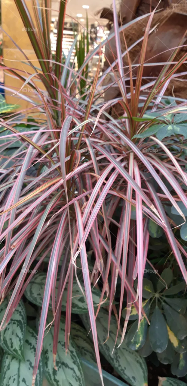 color