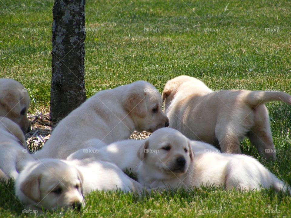 Yellow lab puppies