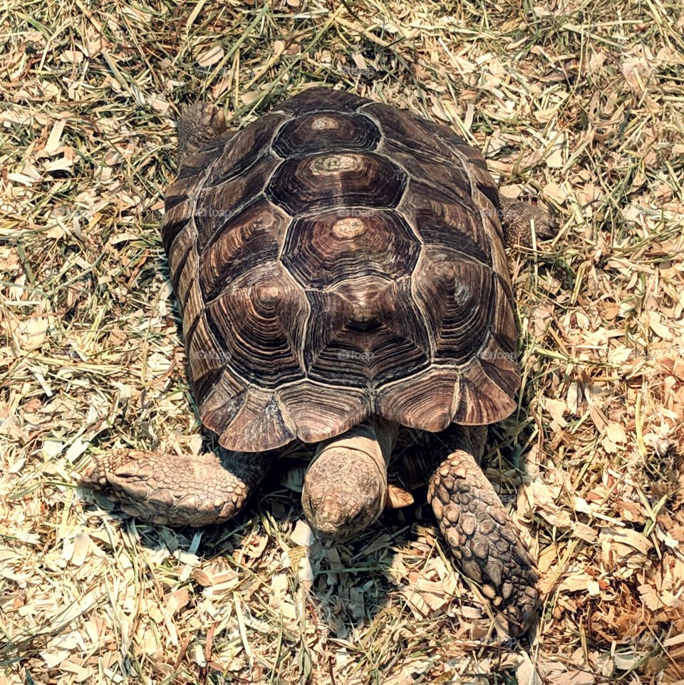 Tortoise