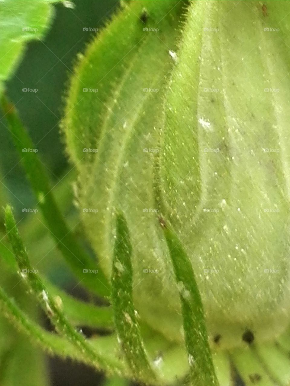 Flower bud of cotton rose