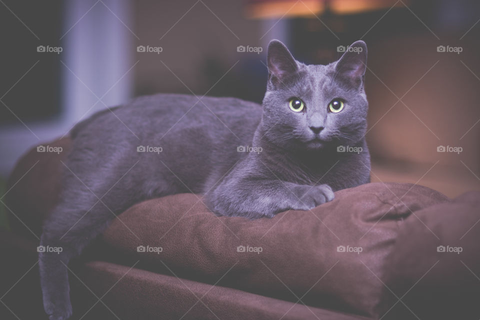 Gray Manx Cat Laying on Back of Couch