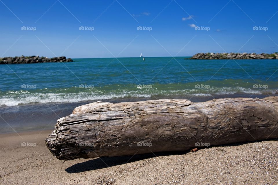 Driftwood on a Beach