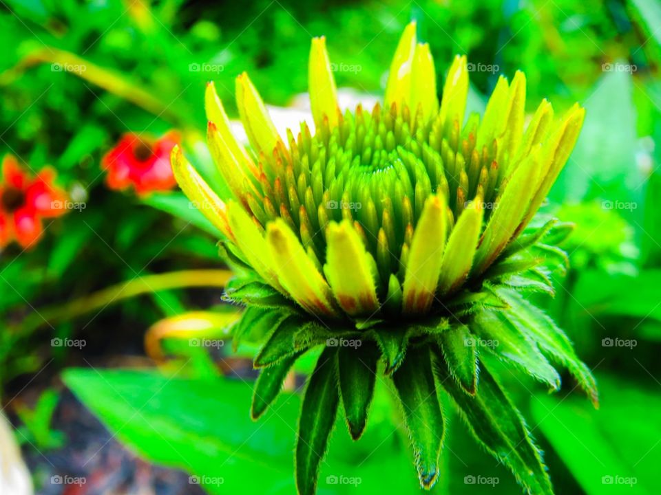 Beautiful Potential. Beautiful Potential