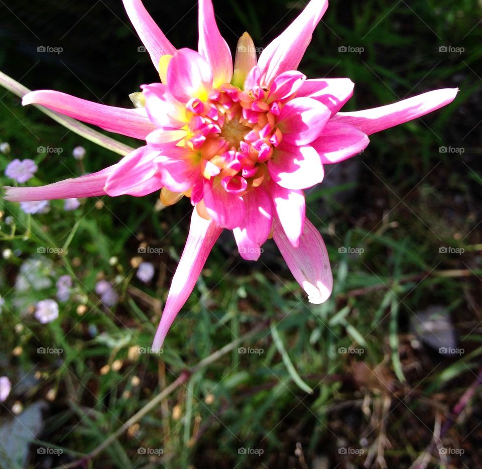Chrysanthemum Bud Opening. My Chrysanthemum bush was opening & I caught with a bud just at the right time to get this pretty photo of its bud.
