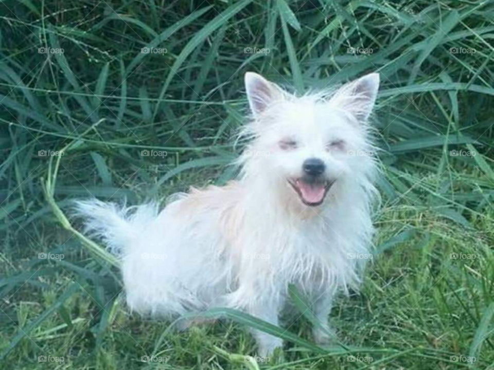 Sweet little white chihuahua