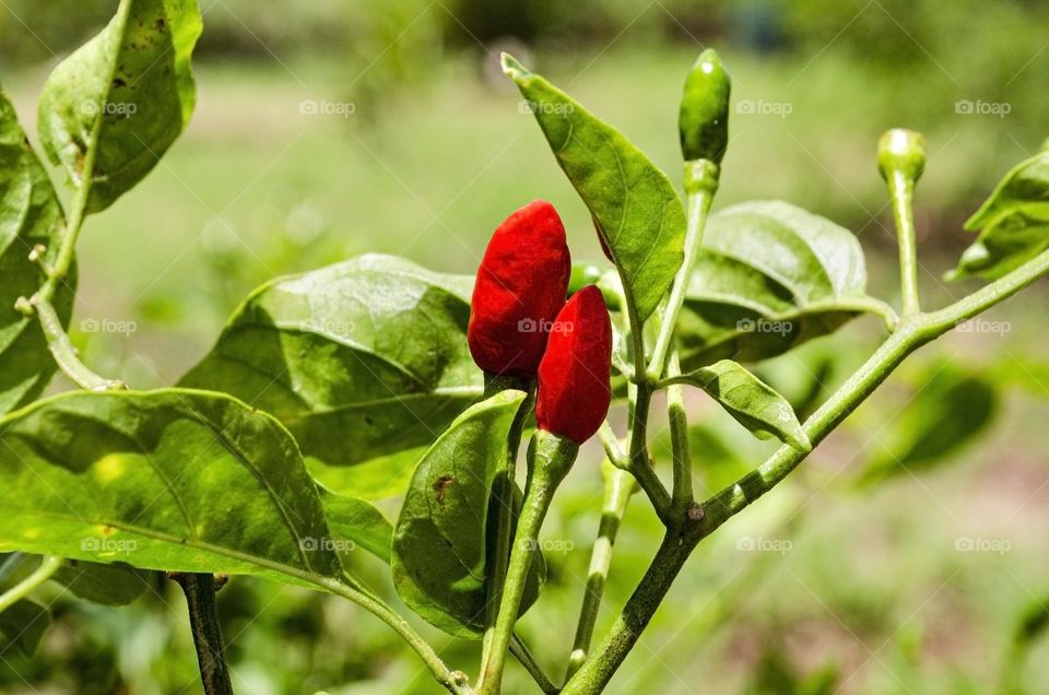 Plant With Bird Pepper