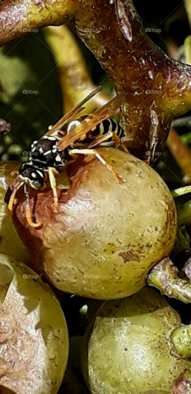 wasp on a grape