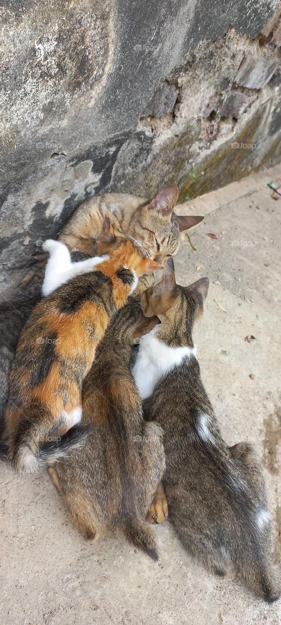 Mother cat with her nursing kittens