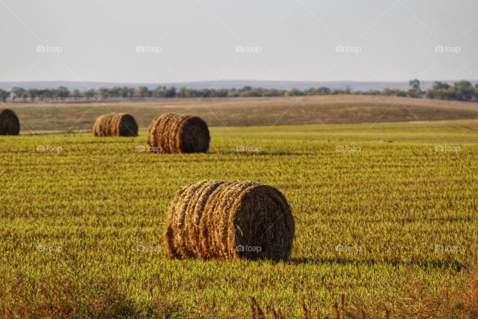 Hay Field
