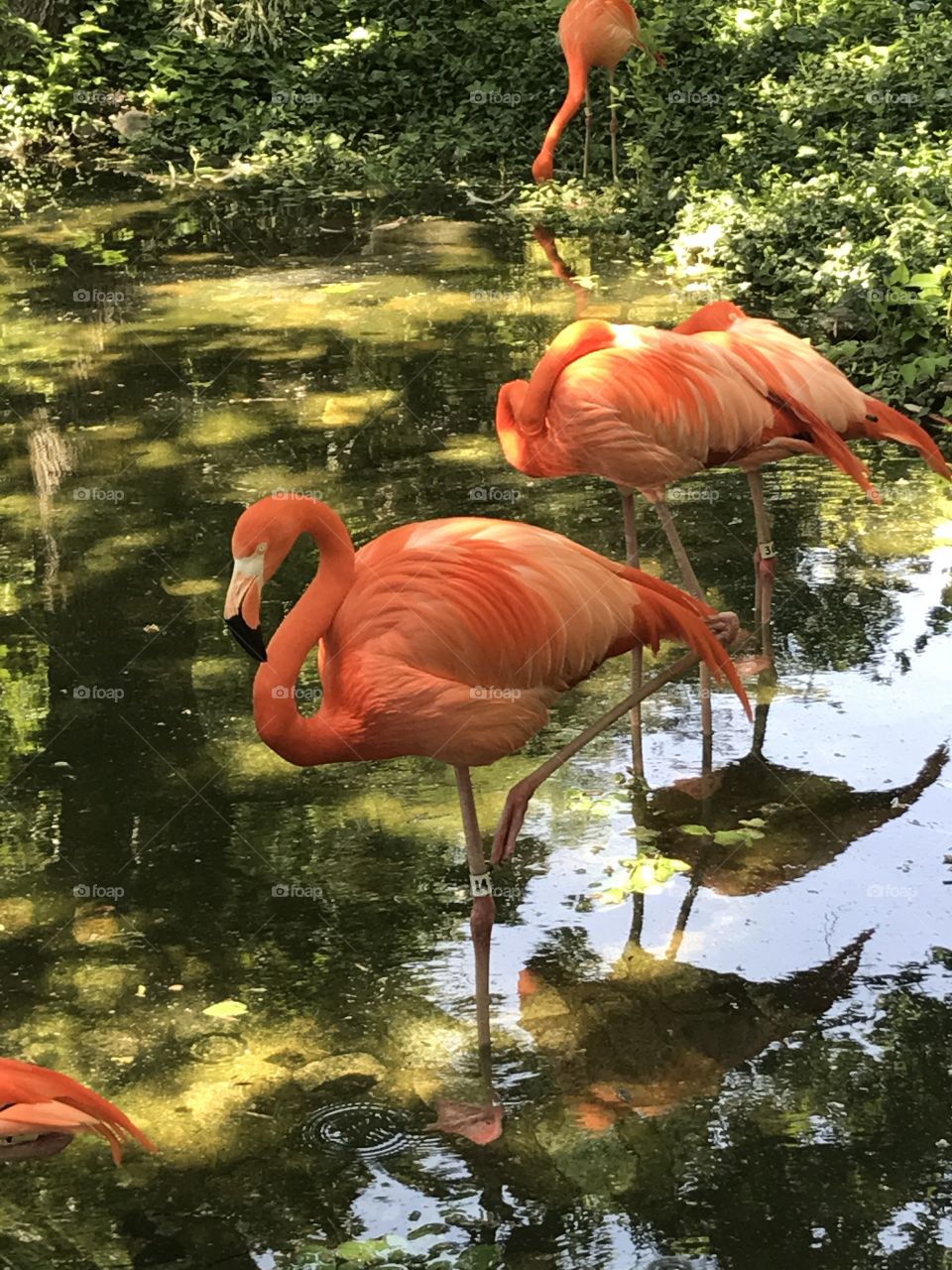 Resting Flamingo in the water