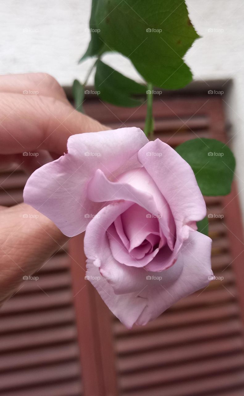 scented blue rose