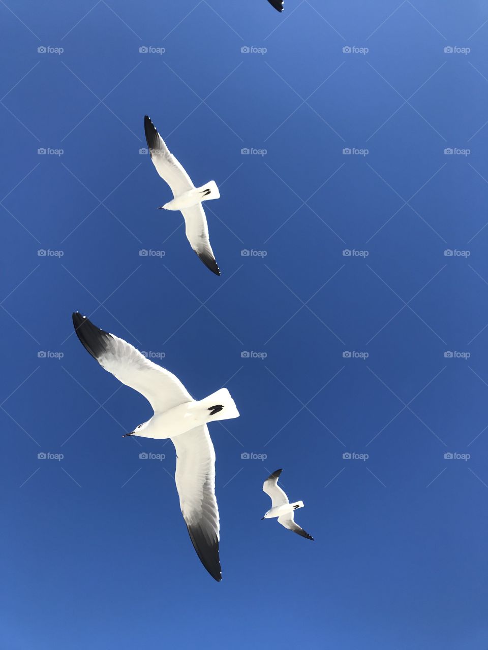 Seagulls, Bird, Flight, Wildlife, No Person