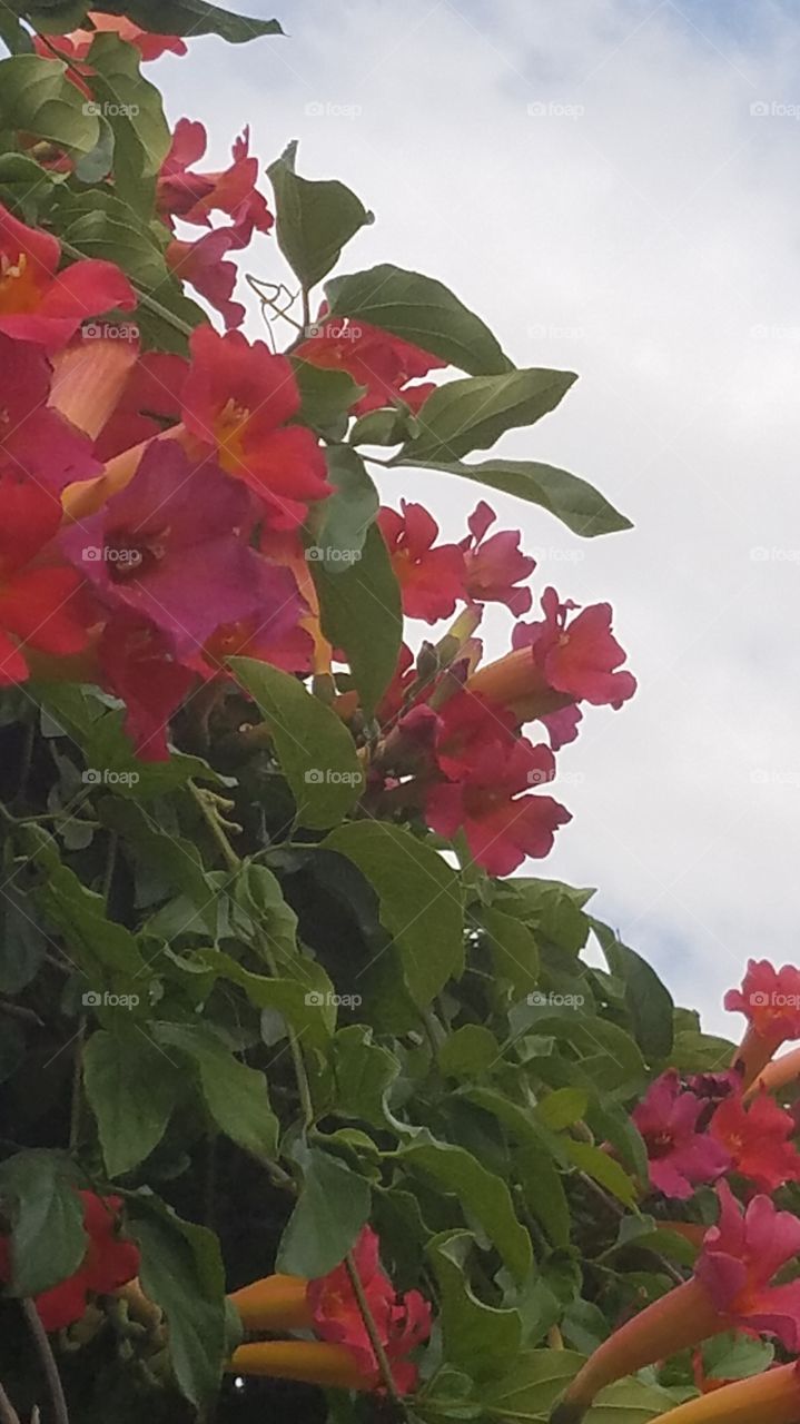 Bright orange flowers