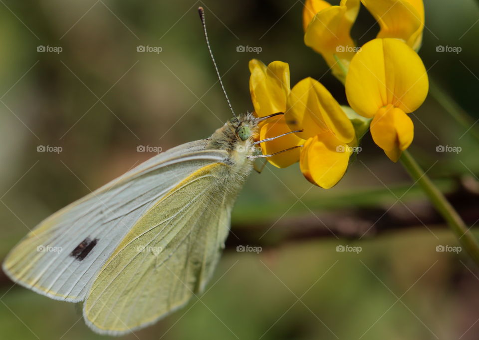 Butterfly Eating Pollen Flower