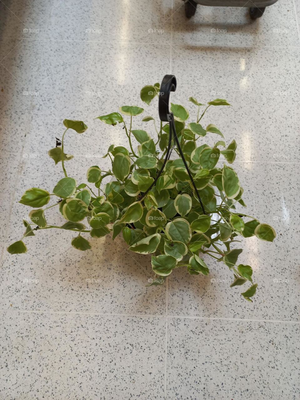 A planta  jibóia é uma das espécies preferidas entre os decoradores, a jibóia pode ser criada  na água. Está planta de água é pendente e se caracteriza por galhos longos, com muitas folhas verde escuro