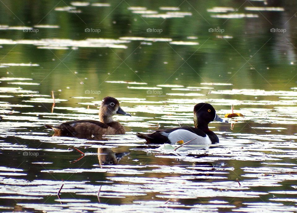 Lesser Scaups