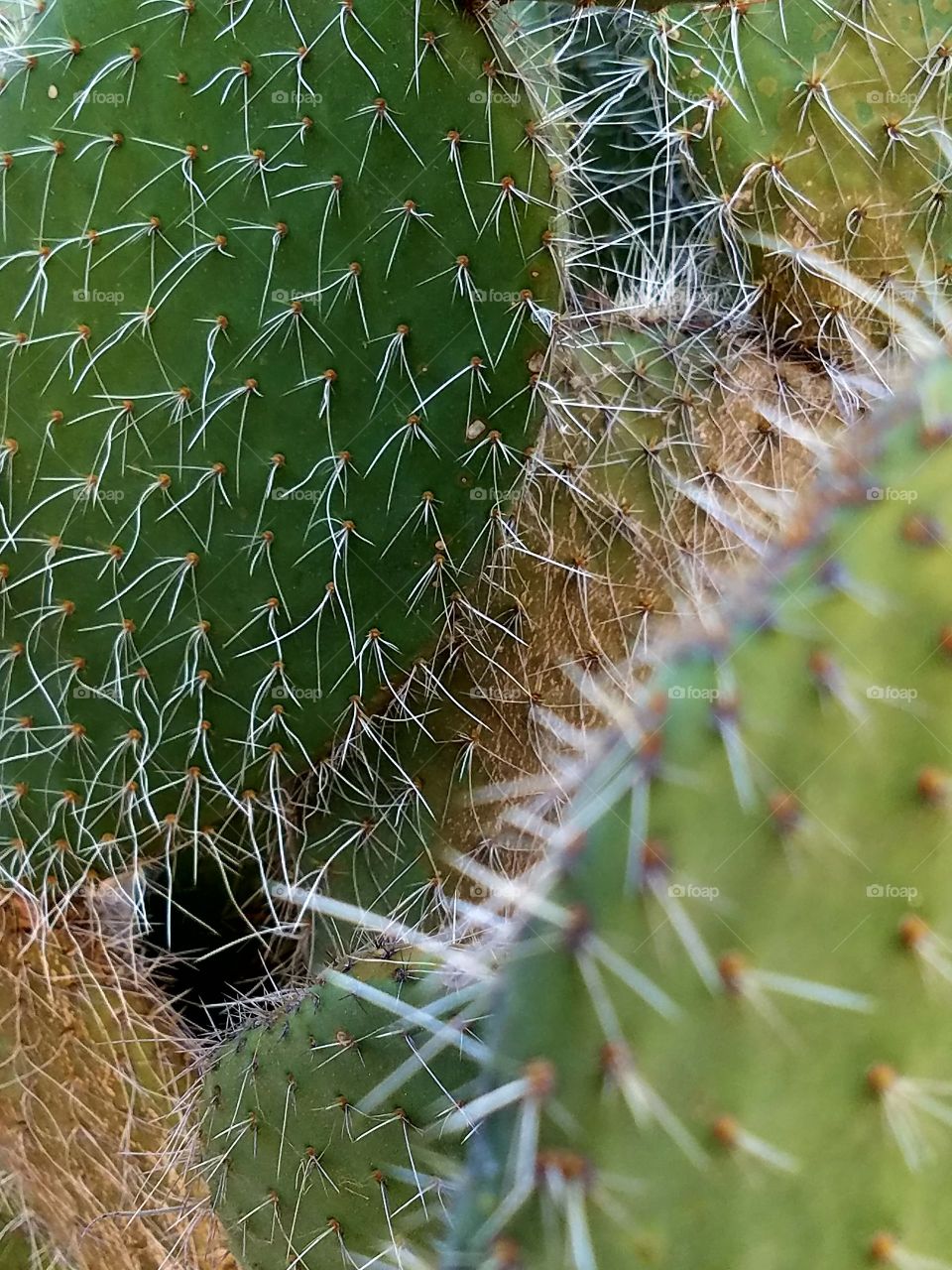 Up Close with a Spiny Cactus