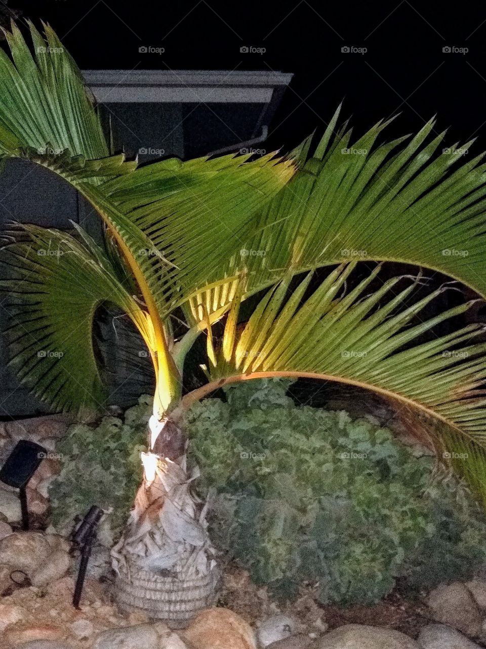 Floodlit palm. A young palm, lit from below, making an interesting and attractive landscape element.