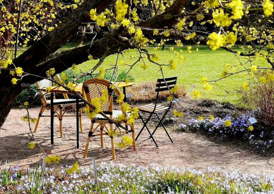 Table and chairs under a blooming tree