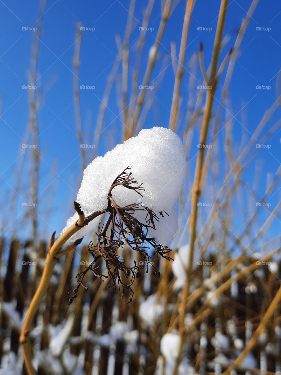 fresh snow on yellow twigs of dogwood