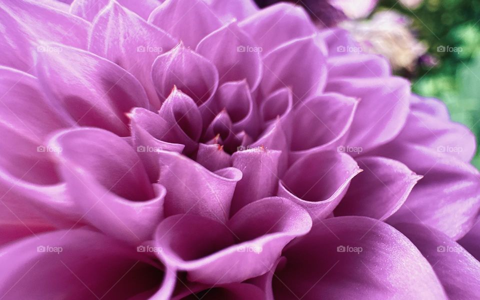 Closeup flower