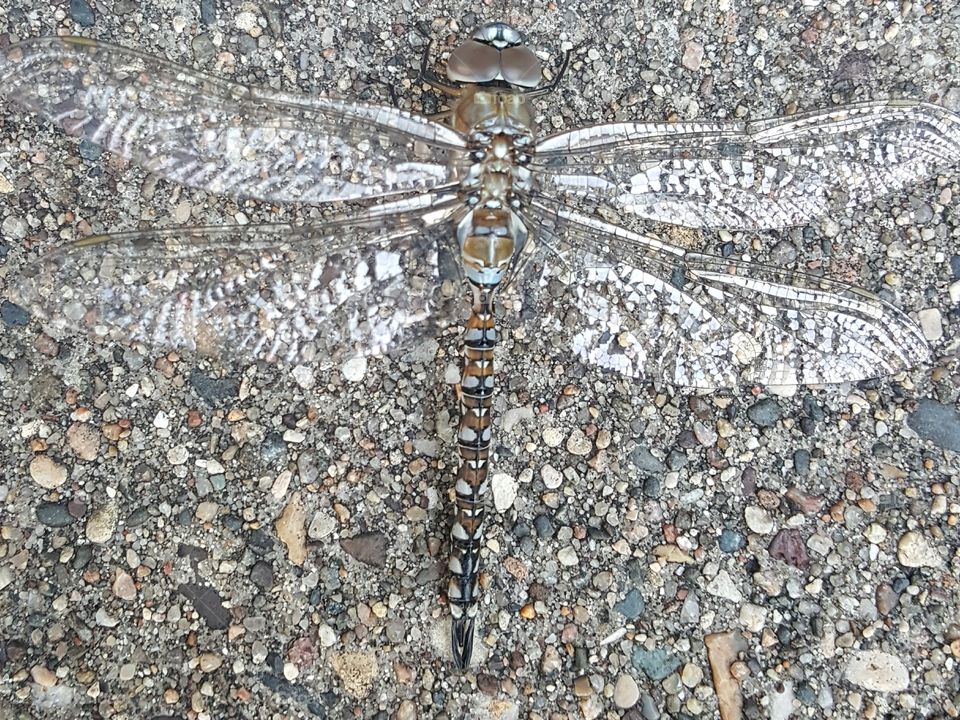 Camouflaged Dragonfly