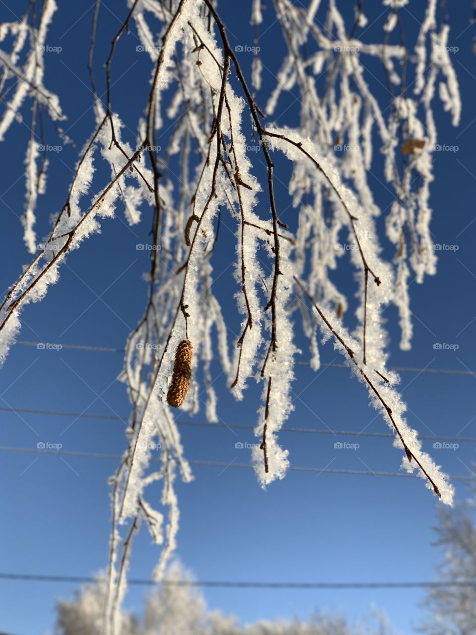 a birch branch in winter against the blue sky is covered with hoarfrost sparkling in the sun