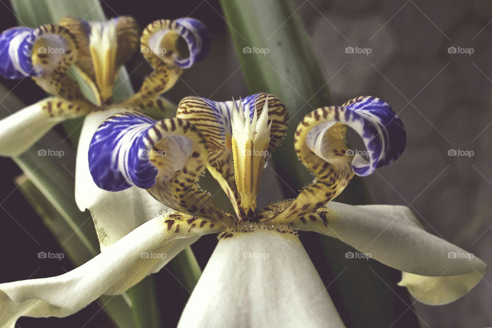Walking Iris Flower: White/Purple , Apostle Plant. Sid View. Romantic Concept.