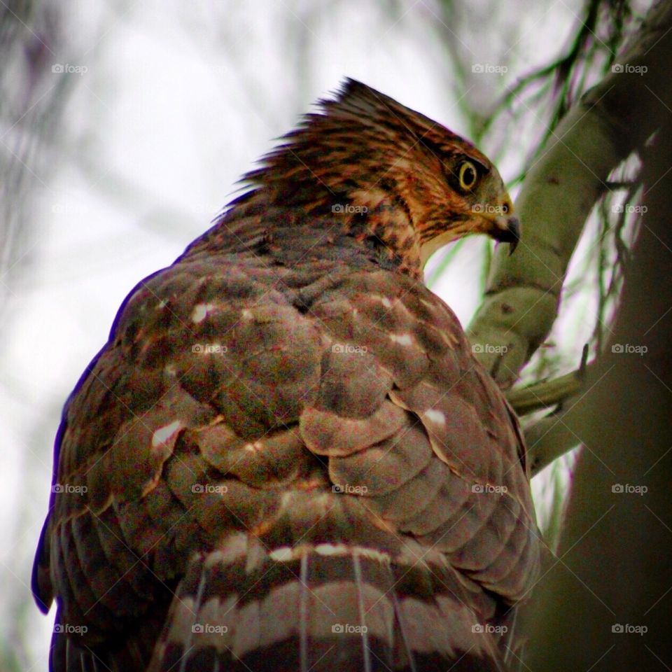 Hawk in profile