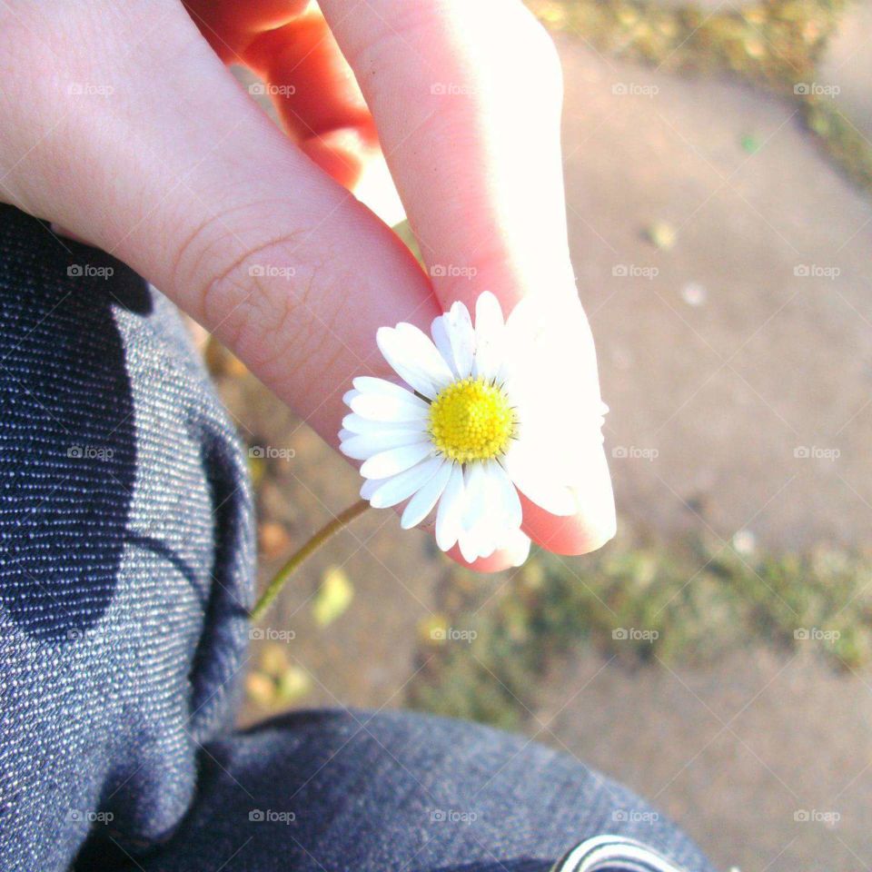 a beautiful daisy