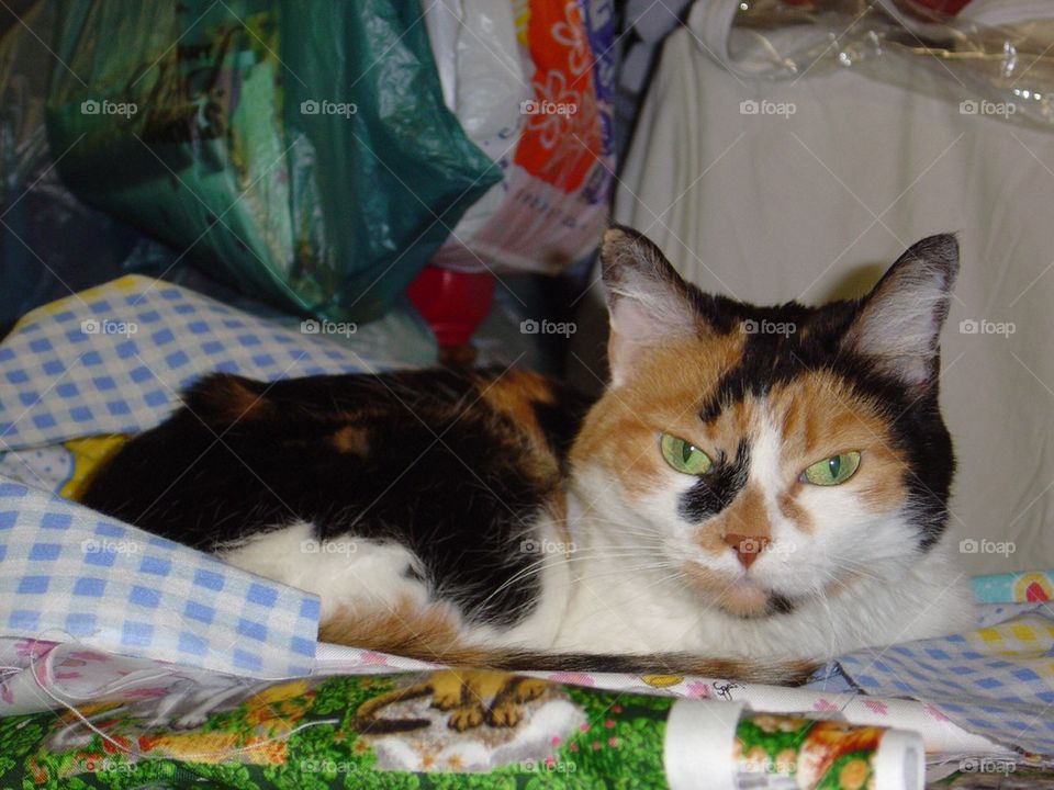 Calico cat