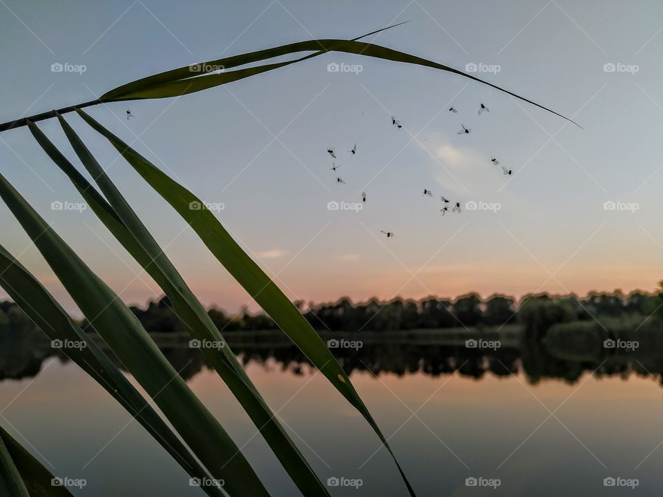 Flies in the spider web
