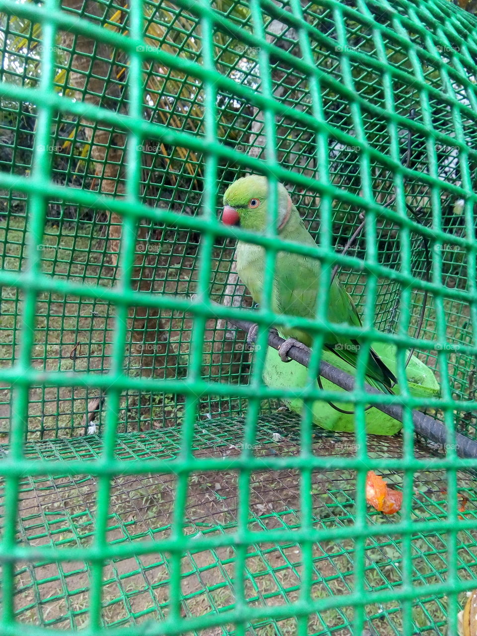Parrot