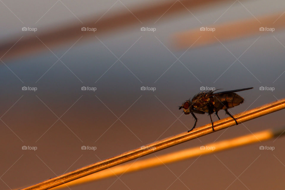 Macro photography in sunrise on the beach