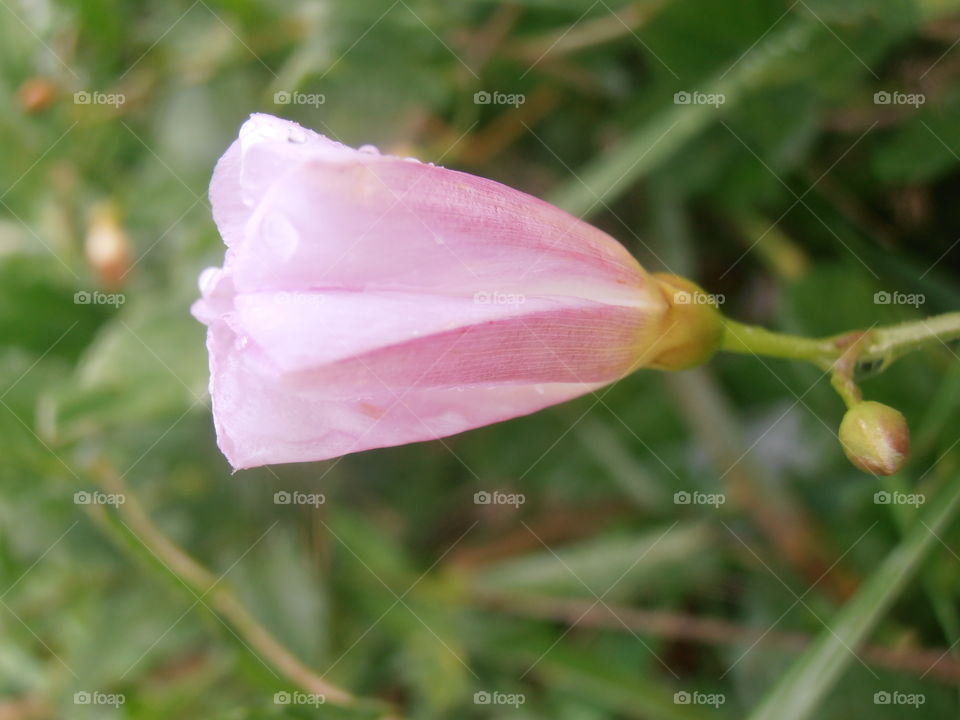 A Closed Pink Bindweed Flower