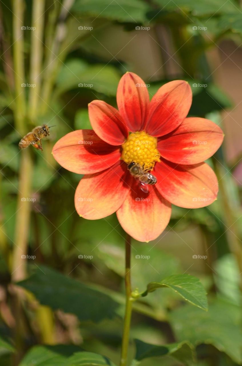 Dahlia and Bee