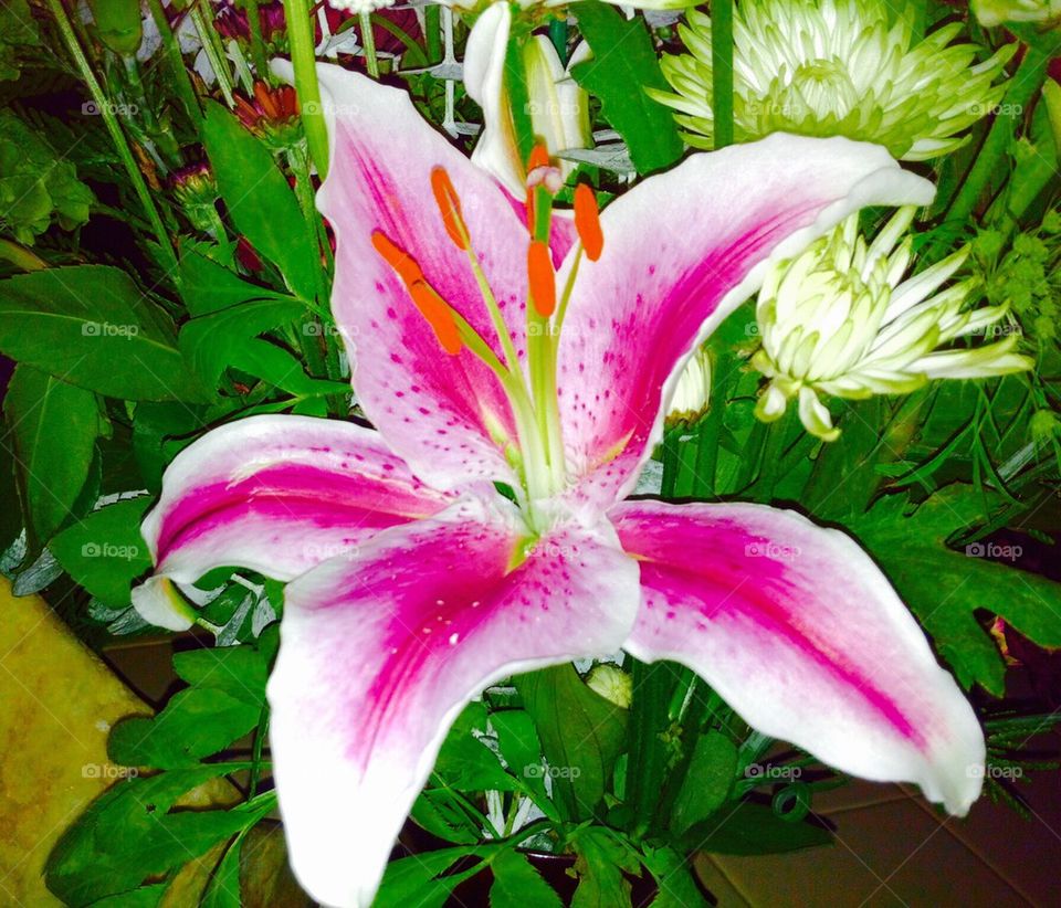 Colorful Lily 