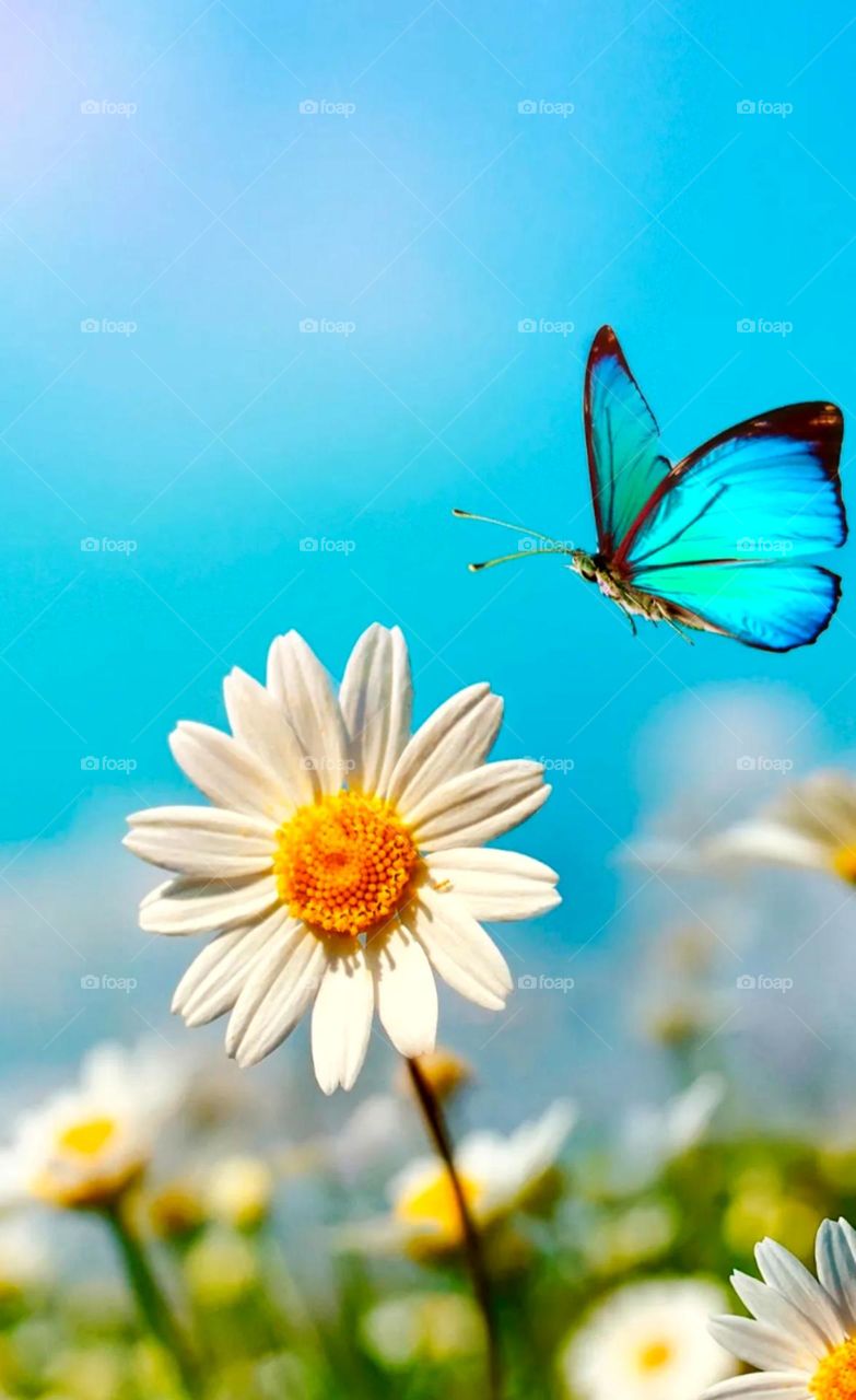 best image of flower natural place and so pretty beterfly nice sky colour