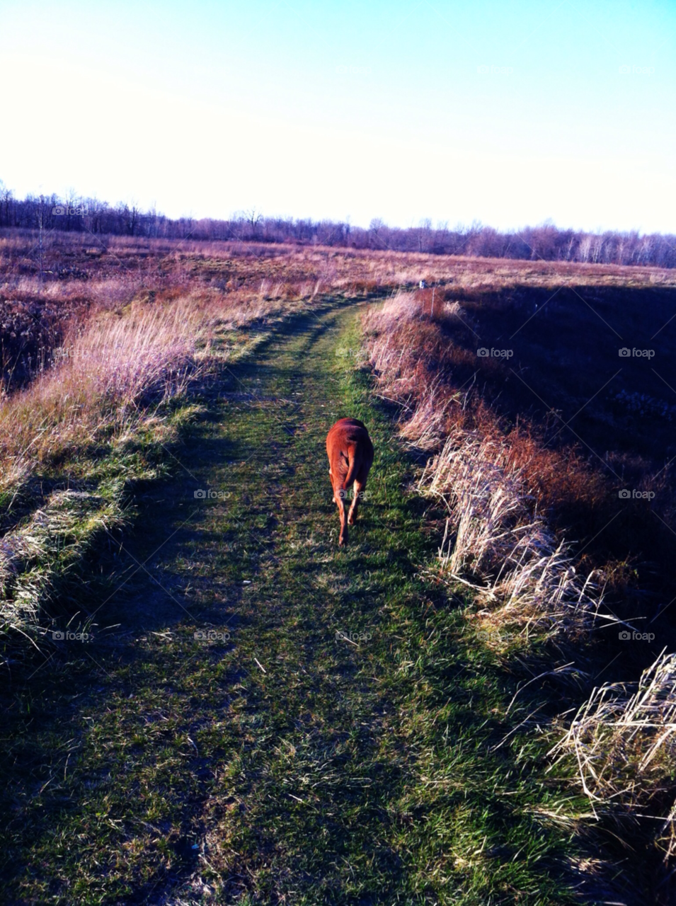 oak creek hiking labrador by doug414