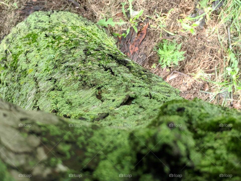 Tree Covered in Moss
